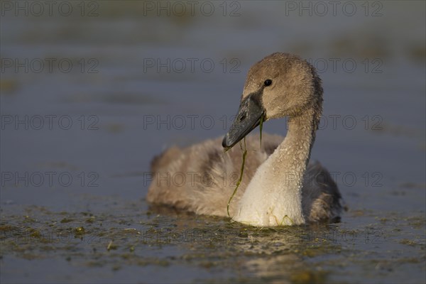 Mute Swan (Cygnus olor)