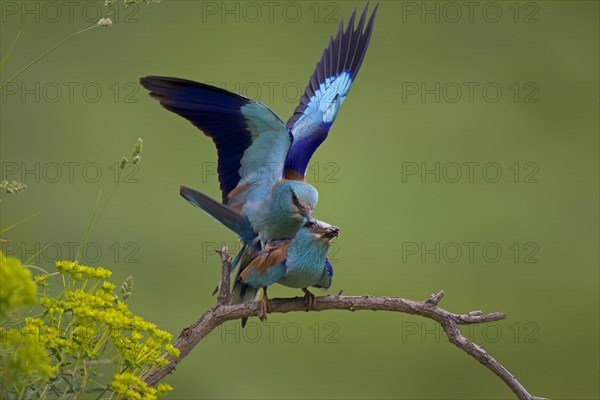 European Roller (Coracias garrulus)