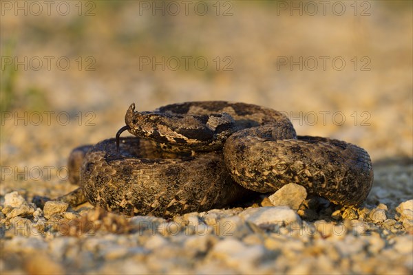 Horned Viper