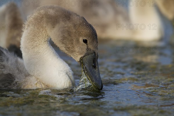 Mute Swan (Cygnus olor)