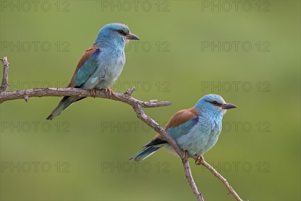 European Roller (Coracias garrulus)