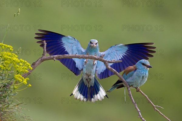 European Roller (Coracias garrulus)