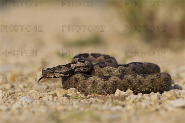 Horned Viper