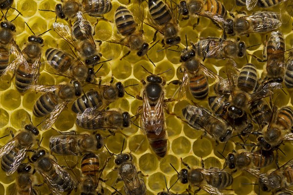 Western Honey Bees (Apis mellifera)