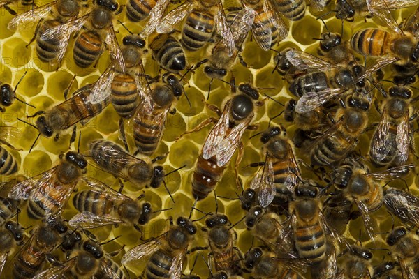 Western Honey Bees (Apis mellifera)