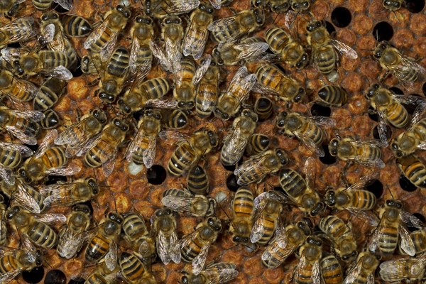 Western Honey Bees (Apis mellifera)