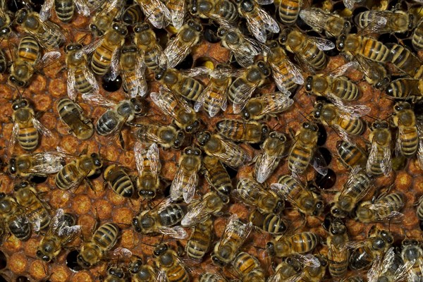 Western Honey Bees (Apis mellifera)