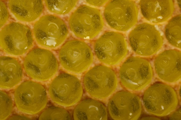 Western Honey Bees (Apis mellifera)