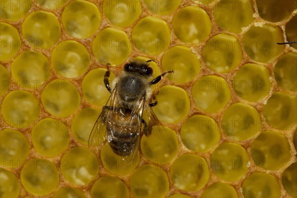 Western Honey Bee (Apis mellifera)