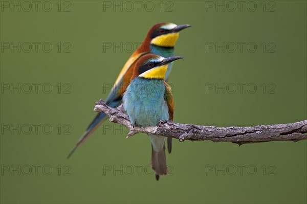 Bee-eaters (Merops apiaster)