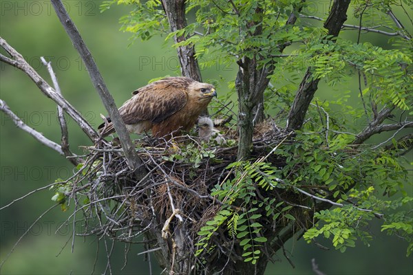 Long-legged Buzzard (Buteo Rufinus)