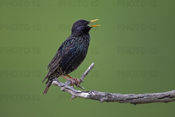 Starling (Sturnus vulgaris)