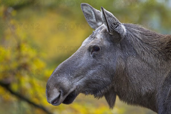 Eurasian Elk or Moose (Alces alces)