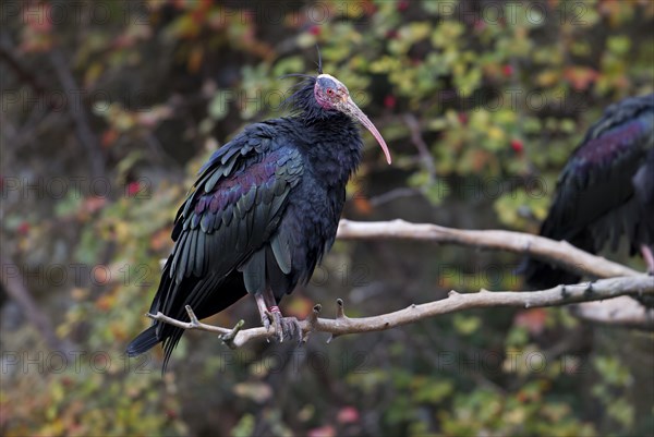 Northern Bald Ibis (Geronticus eremita)