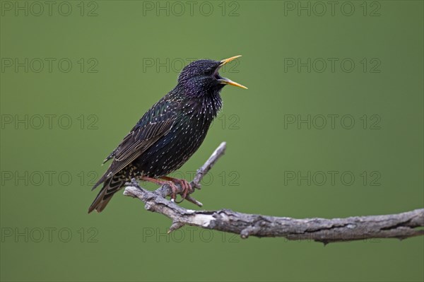 Starling (Sturnus vulgaris)