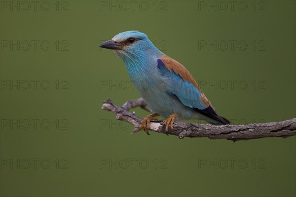 European Roller (Coracias garrulus)