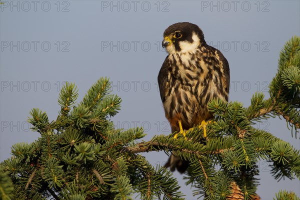 Eurasian Hobby (Falco subbuteo)