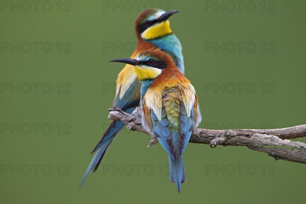 Bee-eaters (Merops apiaster)