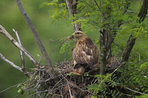 Long-legged Buzzard (Buteo Rufinus)