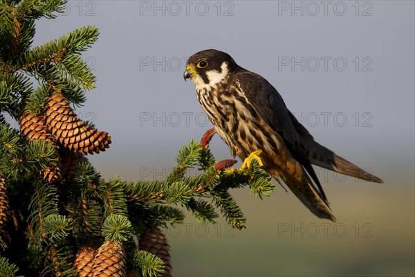 Eurasian Hobby (Falco subbuteo)