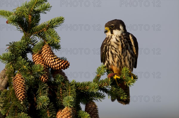 Eurasian Hobby (Falco subbuteo)