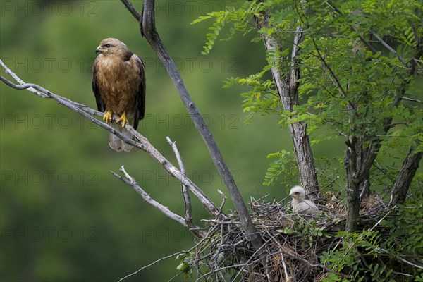 Long-legged Buzzard (Buteo Rufinus)