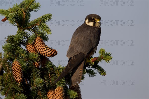 Eurasian Hobby (Falco subbuteo)