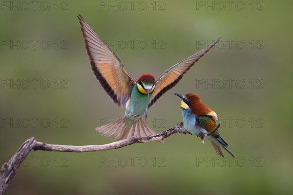 Bee-eaters (Merops apiaster)