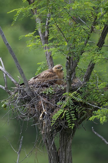 Long-legged Buzzard (Buteo Rufinus)