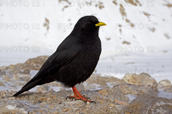 Alpine Chough or Yellow-billed Chouch (Pyrrhocorax graculus)