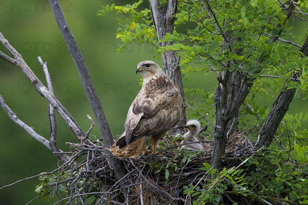 Long-legged Buzzard (Buteo Rufinus)