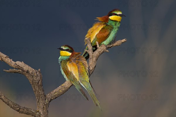 Bee-eaters (Merops apiaster)