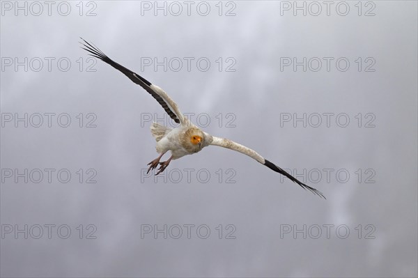 Egyptian Vulture (Neophron percnopterus) in flight