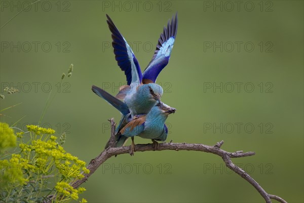 European Roller (Coracias garrulus)