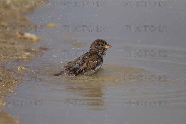 House Sparrow (Passer domesticus)