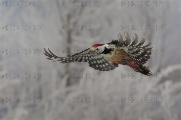 Middle Spotted Woodpecker (Dendrocopos medius) in flight