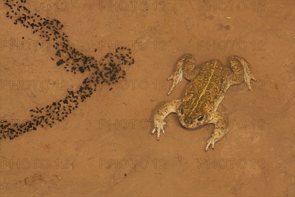 Natterjack Toad (Bufo calamita) and newly hatched larvae on a shallow temporary sheet of water