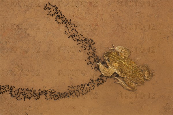 Natterjack Toad (Bufo calamita) and newly hatched larvae on a shallow temporary sheet of water