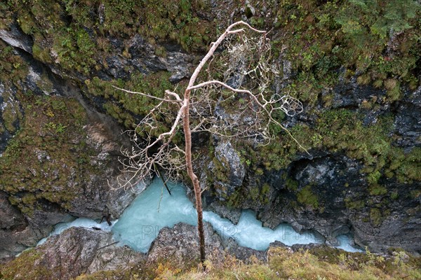 Tree growing on a precipice