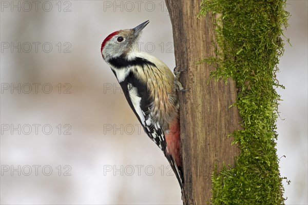 Middle Spotted Woodpecker (Dendrocopos medius)