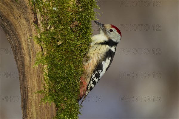 Middle Spotted Woodpecker (Dendrocopos medius)