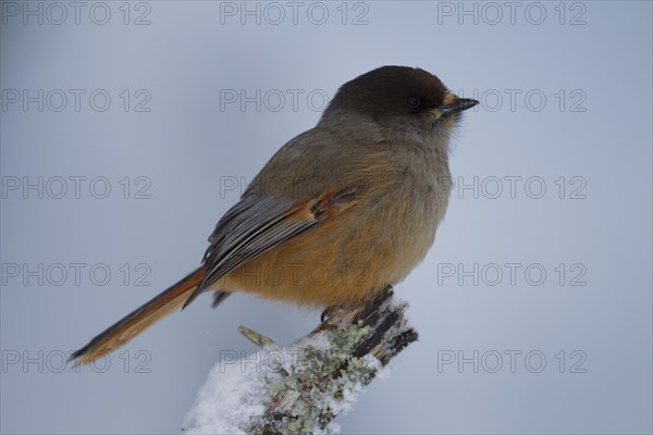 Siberian Jay (Perisoreus infaustus) in winter