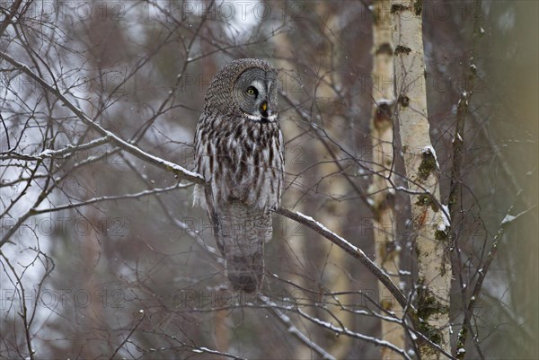 Great Grey Owl or Great Gray Owl (Strix nebulosa) perched on a branch in winter