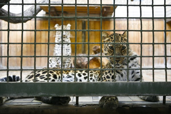 Amur Leopard (Panthera pardus orientalis) in a small cage at Tiergarten Berlin zoo