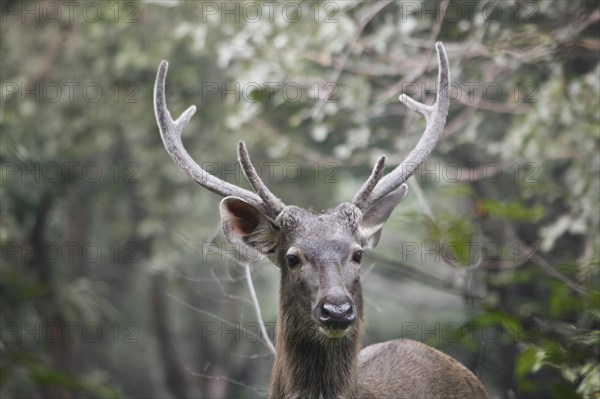 Sambar deer (Rusa unicolor)