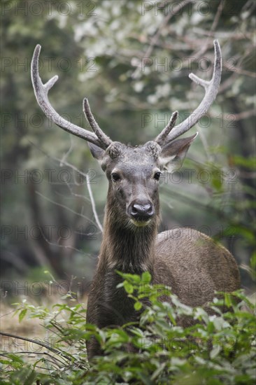 Sambar deer (Rusa unicolor)