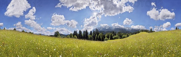 Green meadow on Eckbauer Mountain