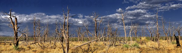 Devastated landscape with dead trees after a forest fire in 2002