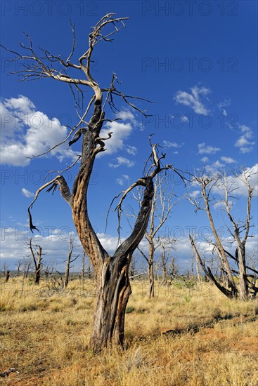 Devastated landscape with dead trees after a forest fire in 2002