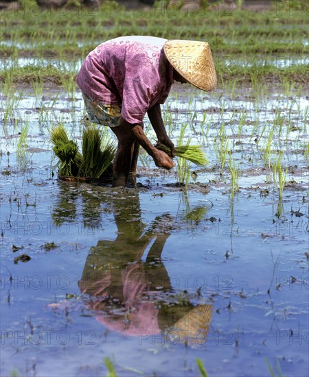 Rice paddy